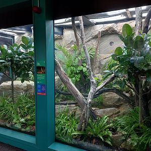 14/04/2024 - Reptile and Amphibian House, King Cobra exhibit