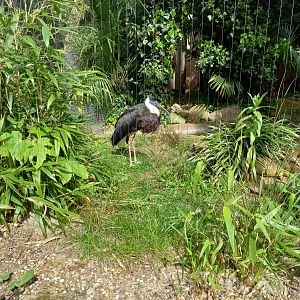14/04/2024 - Woolly-Necked Stork