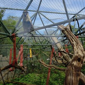 14/04/2024 - Diana Monkey enclosure