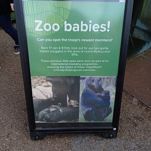 14/04/2024 - Gorilla Kingdom new births signage