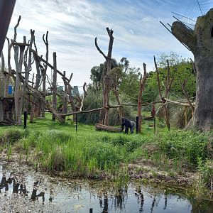 14/04/2024 - Gorilla Kingdom