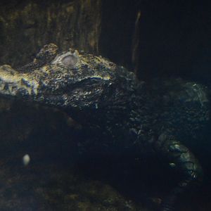 Kid Zone - Cuvier's Dwarf Caiman (Paleosuchus palpebrosus)