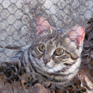 Black-footed Cat