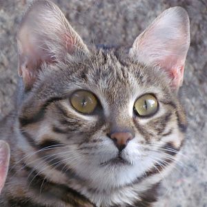 Black-footed Cat