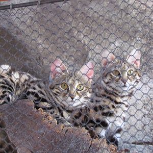 Black-footed Cats