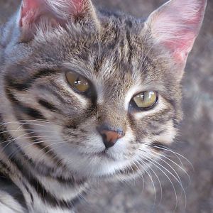Black-footed Cat