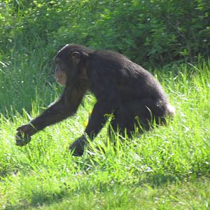 Chimpanzee
