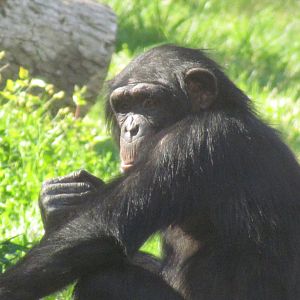 Chimpanzee