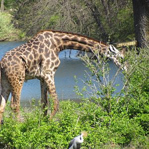 Masai Giraffe