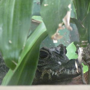 Dwarf Crocodile