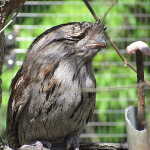 Tawny Frogmouth