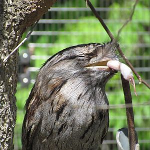 Tawny Frogmouth
