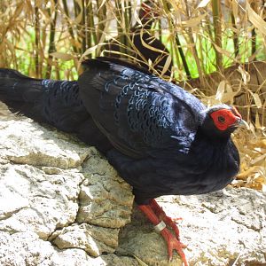 Edward’s Pheasant