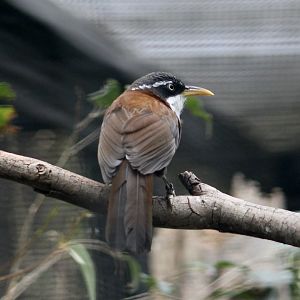 Javan Scimitar Babbler (Pomatorhinus montanus)