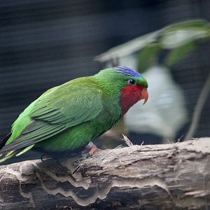 Blue-Crowned Lorikeet (Vini australis)