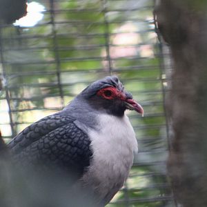 Papuan Mountain Pigeon (Gymnophaps albertisii)