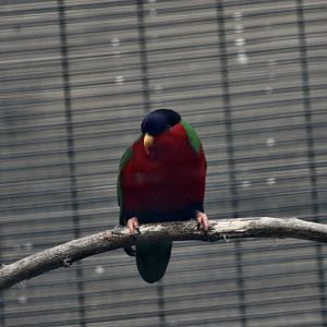 Collared Lory (Phygis solitarius)