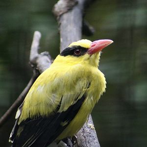 Black-Naped Oriole (Oriolus chinensis)