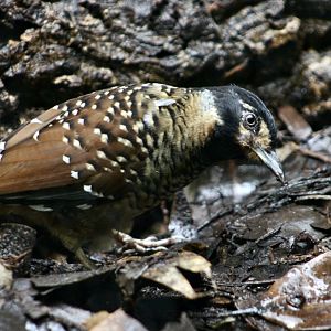 Spotted Laughingthrush (Ianthocincla ocellata artemisiae)