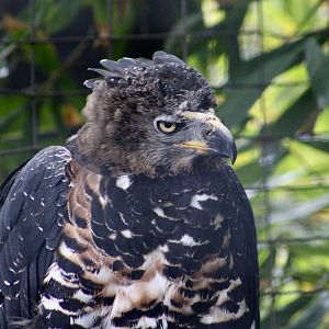 Crowned Eagle (Stephanoaetus coronatus)