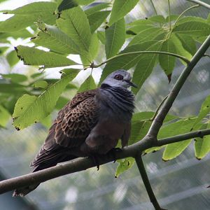 Adamawa Turtle Dove (Streptopelia hypopyrrha)