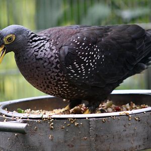 Olive Pigeon (Columba arquatrix)