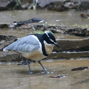 Egyptian Plover (Pluvianus aegyptius)