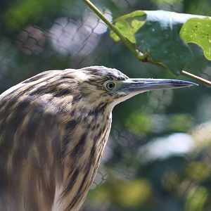 Madagascar Pond Heron (Ardeola idae)