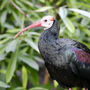 Southern Bald Ibis (Geronticus calvus)