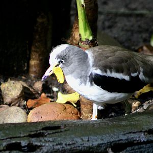 White-Crowned Lapwing (Vanellus albiceps)