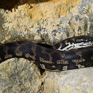 Jungle Carpet Python