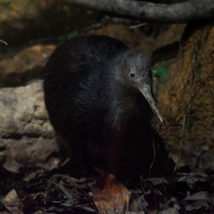 North Island Brown Kiwi