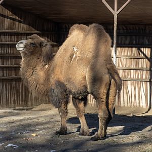 Bactrian Camel