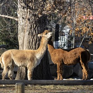 Alpacas