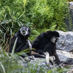 White-handed Gibbons