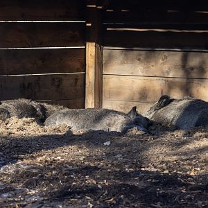 Wild Boars