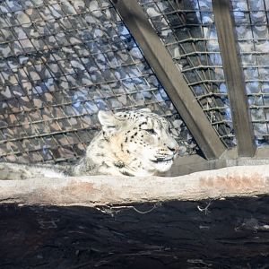 Snow Leopard