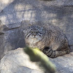 Pallas Cat
