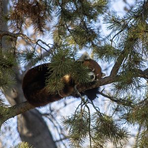 Red Panda