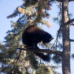 Red Panda