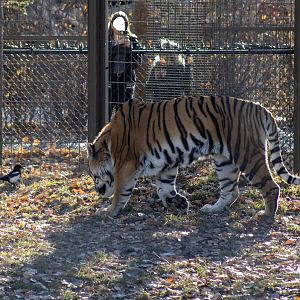 Amur Tiger consulting a Black-billed Magpie.