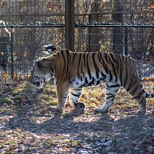 Amur Tiger and Black-billed Magpie