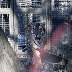 Amur Tiger and with Sun on the viewing window.