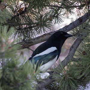 Black-billed Magpie - Alberta