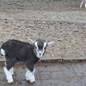 Newborn Thuringian goat Stadtpark Emsdetten