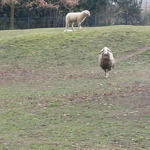 Jezersko–Solčava sheep Stadtpark Emsdetten
