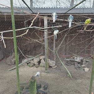Red-Crowned parakeet and european quail aviary Stadtpark Emsdetten