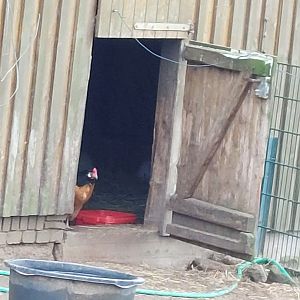 Singular Vorwerkhuhn henn in the african pygmy goat exhibit Stadtpark Emsdetten