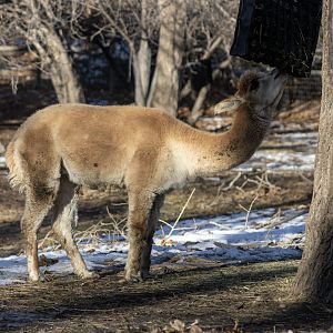 Alpaca (I love this animal's coloring)