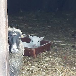Female skudde sheep with her lamb Stadtpark Emsdetten